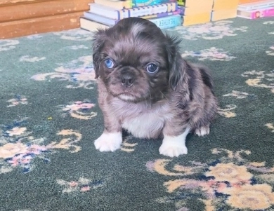 Fluffy boy