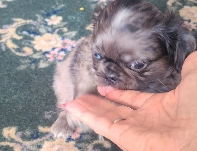 Fluffy boy Pug