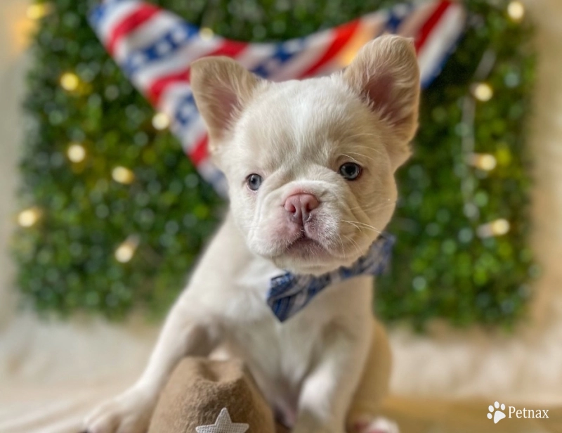 Ranger Ranger French Bulldog