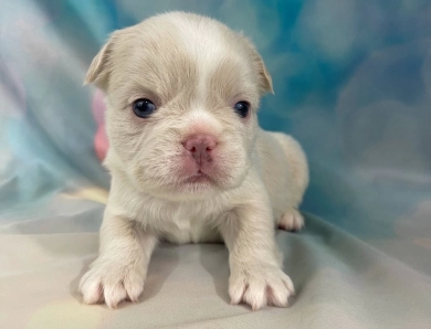 Ranger  French Bulldog
