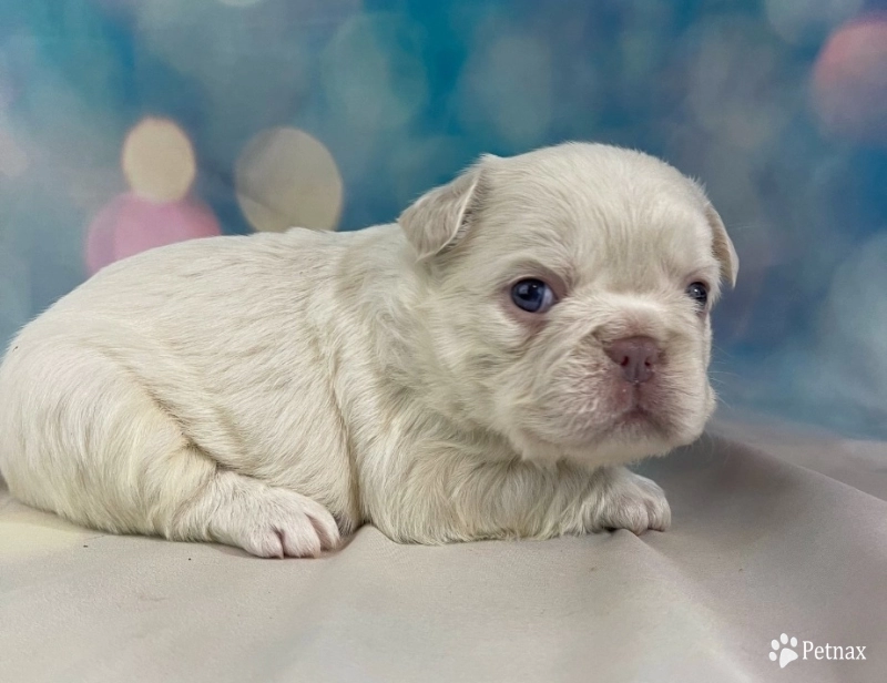 Fern Fern French Bulldog