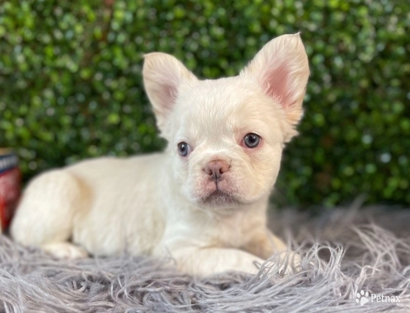 Fern Fern French Bulldog
