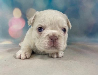Fern French Bulldog