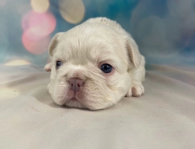 Fern French Bulldog