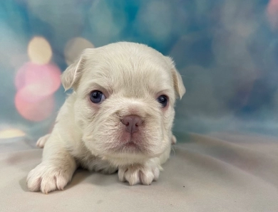 Fern French Bulldog