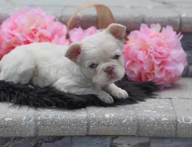 Fern French Bulldog