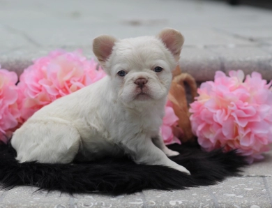 Fern French Bulldog