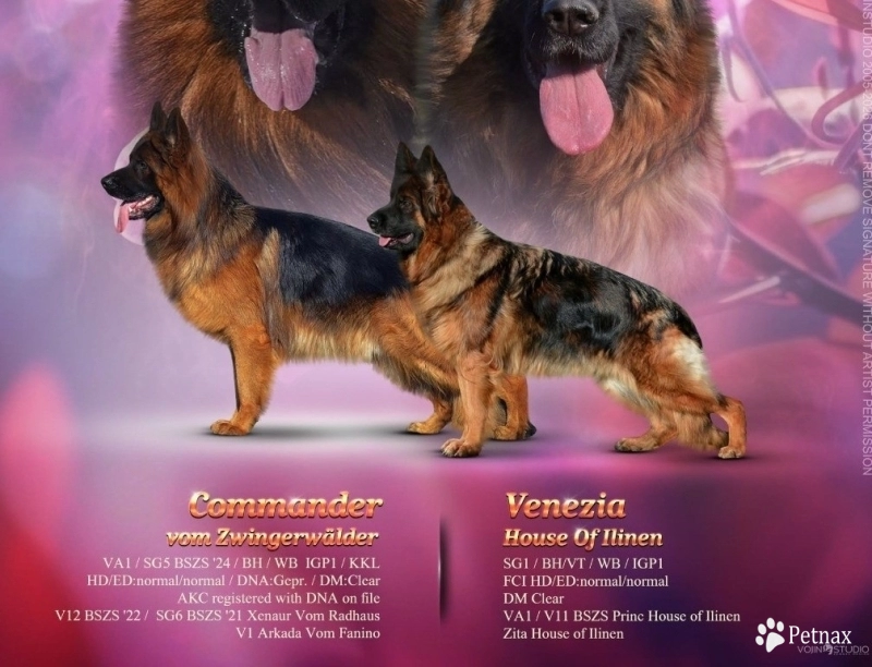 c German Shepherd