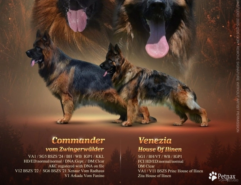 c German Shepherd