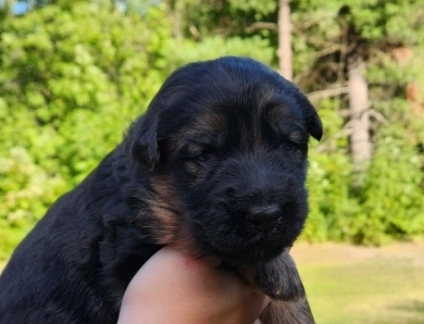 Todd German Shepherd