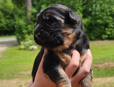 Todd German Shepherd