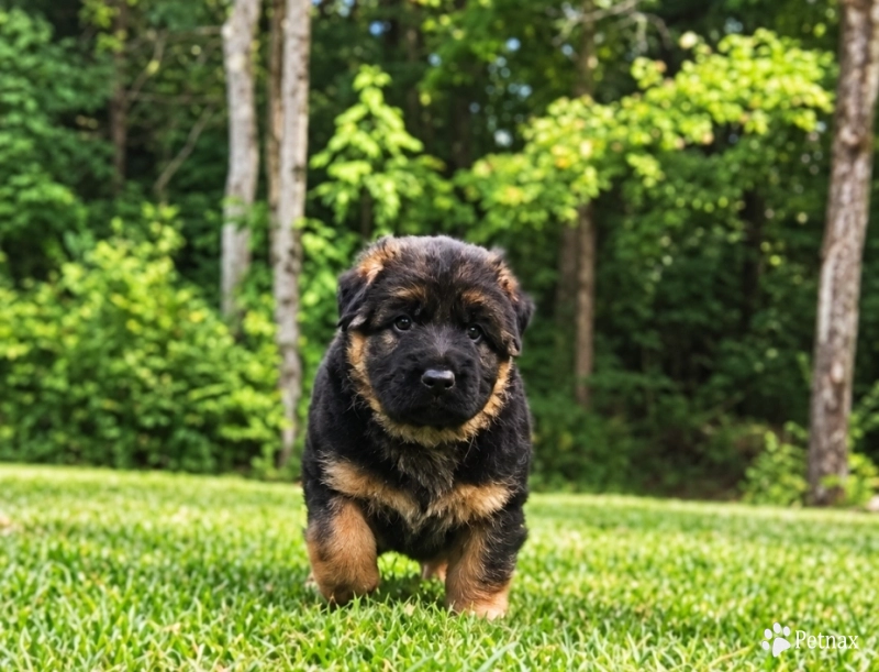 Todd German Shepherd