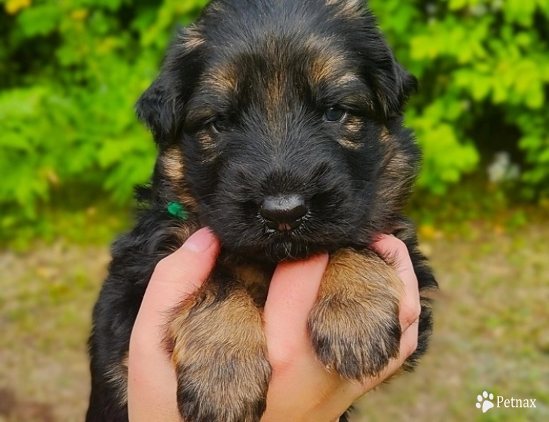 Todd German Shepherd