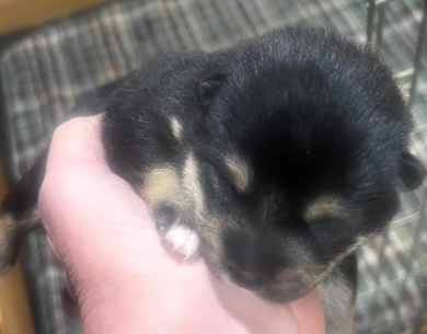 Shomaisou "Photo" Finish Shiba Inu