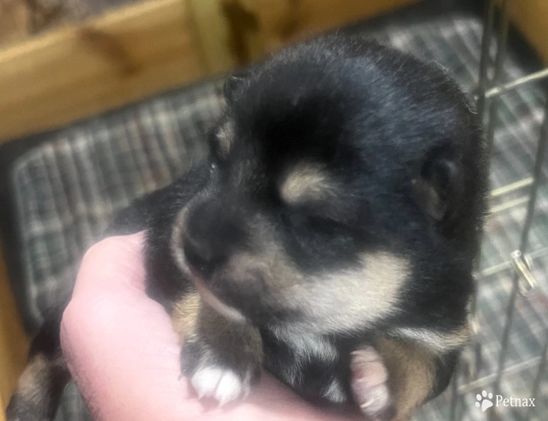 Shomaisou "Photo" Finish Shiba Inu