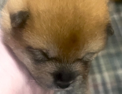 Shomaisou Victory Line Shiba Inu