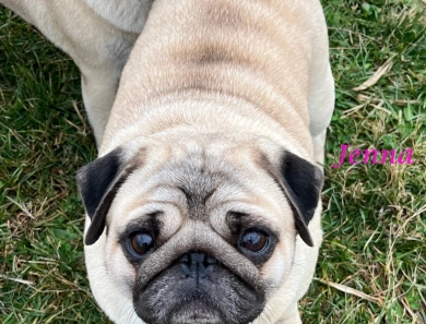 Jenna Pug