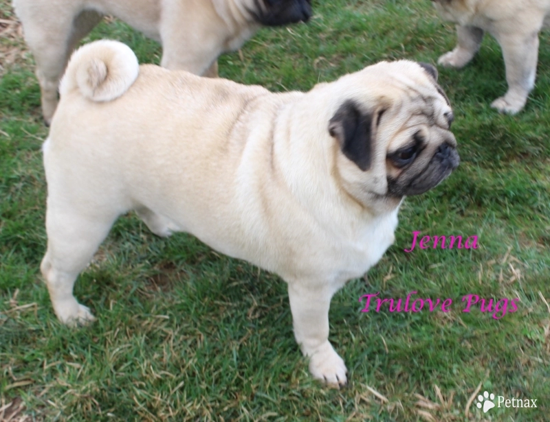 Jenna Pug
