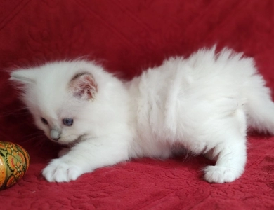 Traditional Blue lynx Mitted Ragdoll