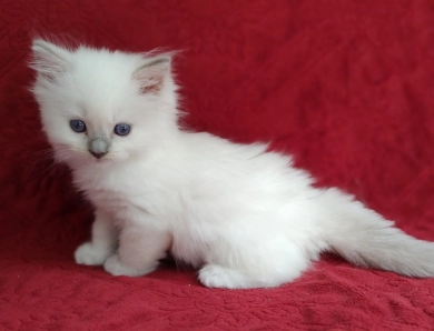 Traditional Blue lynx Mitted Ragdoll