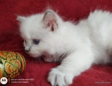 Traditional Blue lynx Mitted Ragdoll