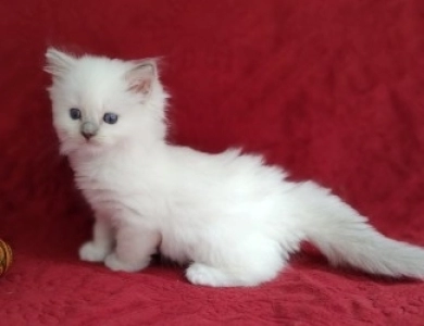 Traditional Blue lynx Mitted Ragdoll