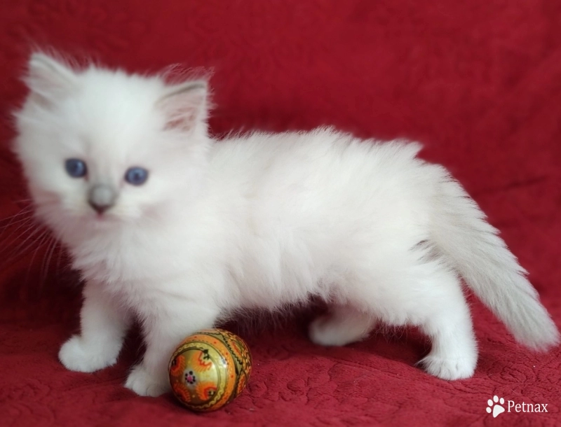 Traditional Blue lynx Mitted Ragdoll