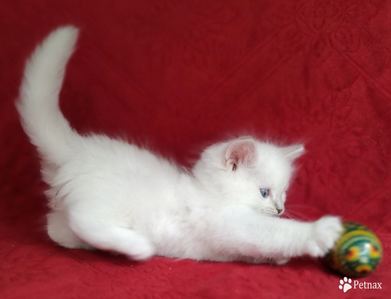 Traditional Lilac Lynx Mitted Ragdoll