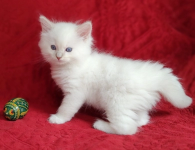 Traditional Lilac Lynx Mitted Ragdoll