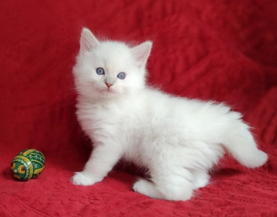 Traditional Lilac Lynx Mitted Ragdoll