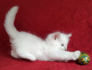 Traditional Lilac Lynx Mitted