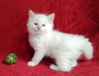 Traditional Lilac Lynx Mitted Ragdoll