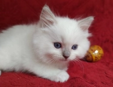 Traditional Blue Mitted, Breeder Quality