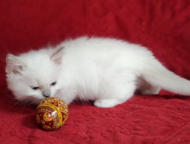Traditional Blue Mitted, Breeder Quality Ragdoll