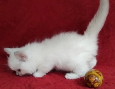 Traditional Blue Mitted, Breeder Quality Ragdoll