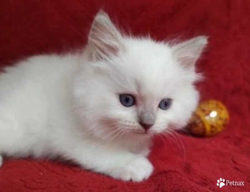 Traditional Blue Mitted, Breeder Quality Ragdoll