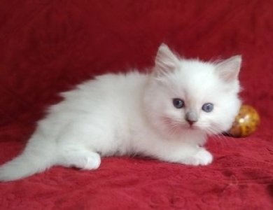 Traditional Blue Mitted, Breeder Quality Ragdoll