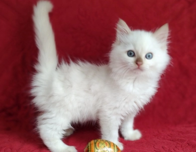 Mink Cinnamon Lynx Point Ragdoll