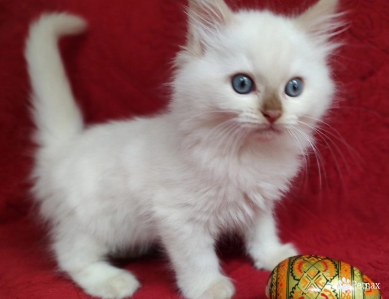 Mink Cinnamon Lynx Point Ragdoll
