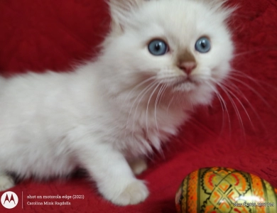 Mink Cinnamon Lynx Point Ragdoll