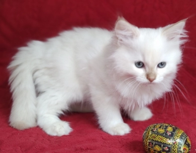 Mink Cinnamon Lynx Point Ragdoll