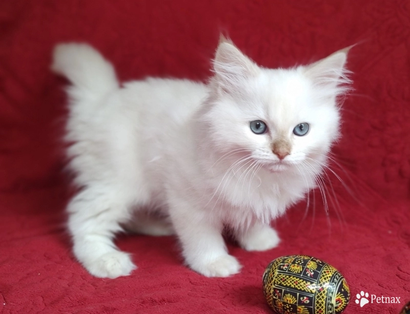 Mink Cinnamon Lynx Point Ragdoll
