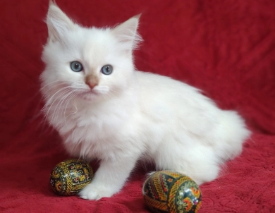 Mink Cinnamon Lynx Point Ragdoll