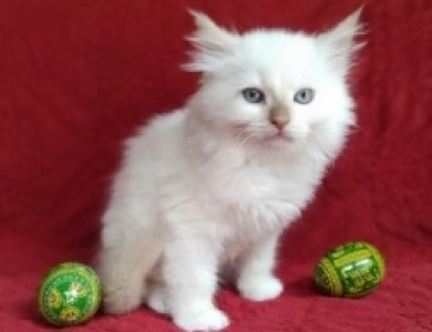 Mink Cinnamon Mitted Ragdoll