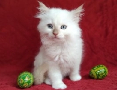 Mink Cinnamon Mitted Ragdoll