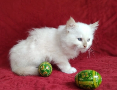 Mink Cinnamon Mitted