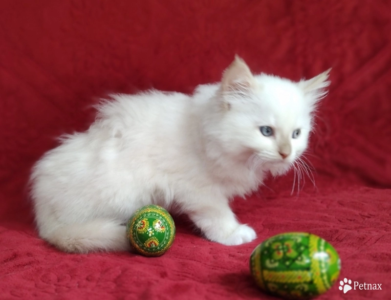 Mink Cinnamon Mitted Ragdoll