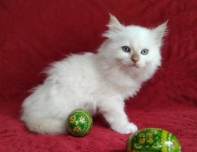 Mink Cinnamon Mitted Ragdoll