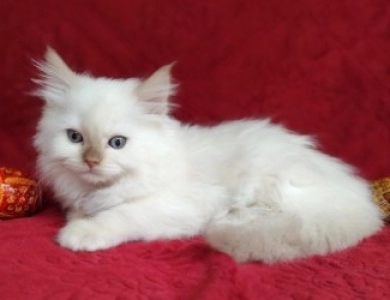 Mink Cinnamon Point Ragdoll
