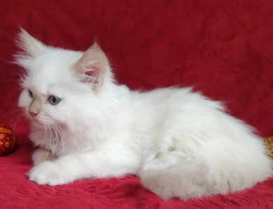 Mink Cinnamon Point Ragdoll